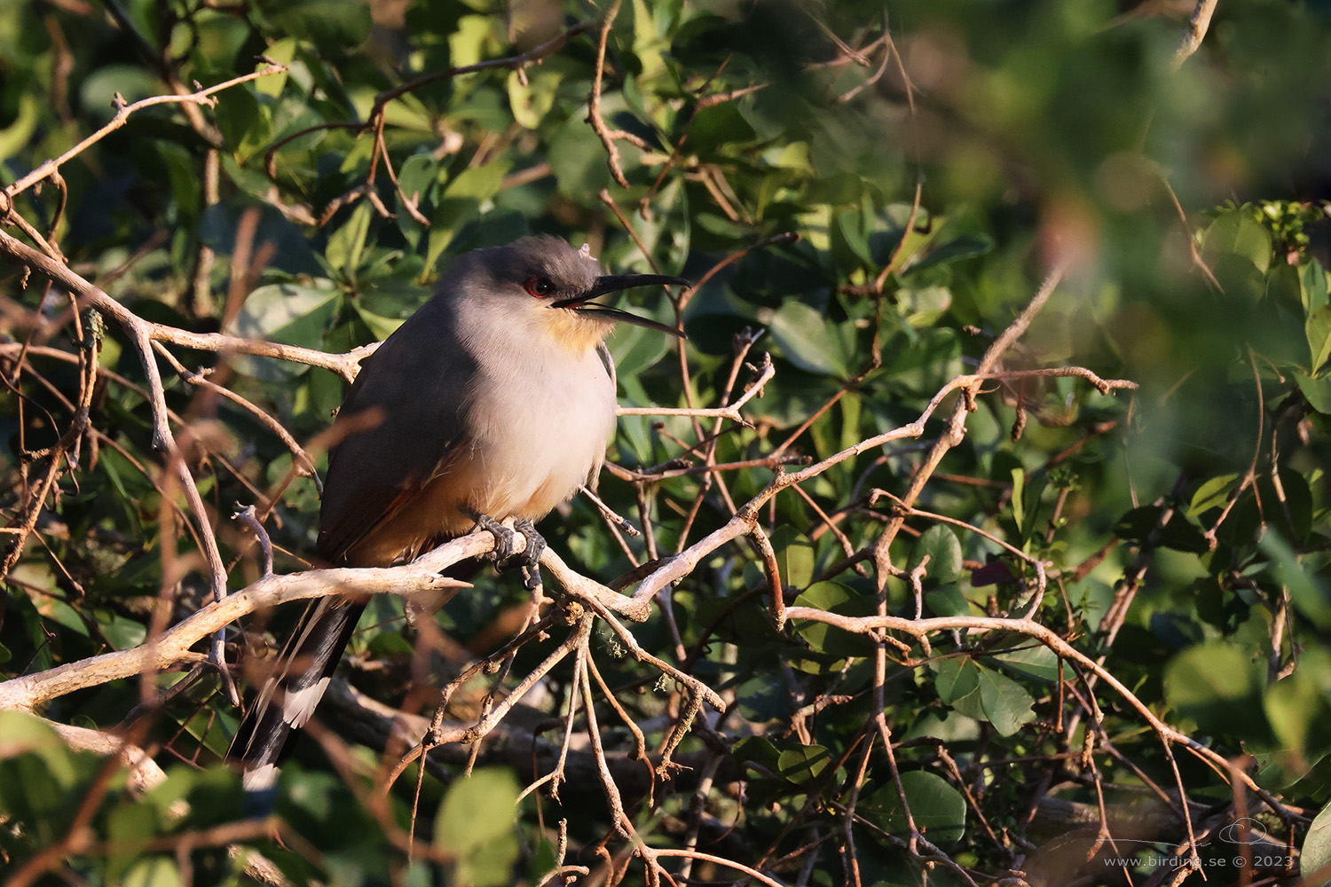 HISPANIOLAN LIZARD CUCKOO (Coccyzus longirostris) - Stng / Close